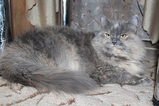 604 X 403  57.6 Kb 604 X 403  53.6 Kb     