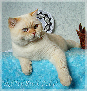 600 X 627 412.6 Kb Питомник'Gem Sweet'.Любимые британские ПЛЮШКИ.Британские котята: белые,черные,голубые