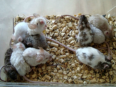 871 X 653 451.5 Kb 1866 X 1400 595.9 Kb - -  