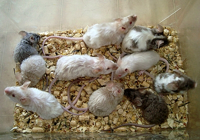 1804 X 1263 258.2 Kb 871 X 653 529.9 Kb - -  