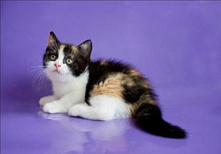 1024 X 714 66.1 Kb 1024 X 742 72.4 Kb 727 X 1024 359.1 Kb   