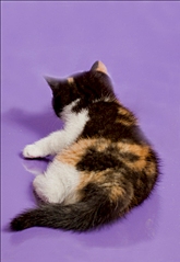 708 X 1024 307.4 Kb 1024 X 714 66.1 Kb 1024 X 742 72.4 Kb 727 X 1024 359.1 Kb   