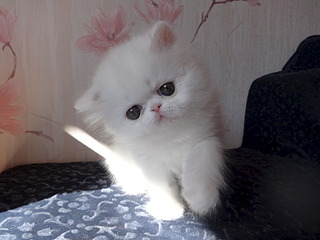 1920 X 1440 389.2 Kb 1920 X 1440 329.4 Kb Длинношерстный экзотик из питомника Mur Plaisir.