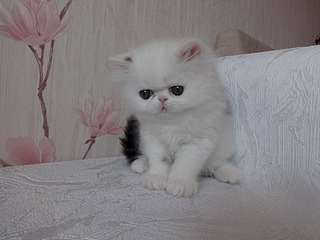 1920 X 1440 454.2 Kb 1920 X 1440 542.7 Kb Питомник MUR PLAISIR - ЭКЗОТИЧЕСКАЯ Радость.В питомнике ПОПОЛНЕНИЕ !