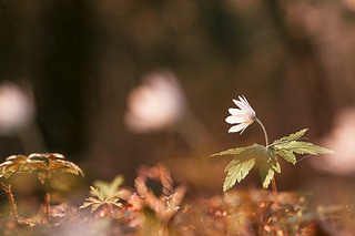 1200 X 800 587.7 Kb 1200 X 800 584.1 Kb 632 X 900 344.0 Kb 632 X 900 270.5 Kb 1200 X 800 567.7 Kb Макровылазки и околомакрушные разговоры