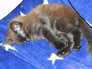 1024 X 768 330.7 Kb 769 X 600 230.0 Kb 818 X 768 299.0 Kb 1024 X 550 233.5 Kb 1024 X 768 288.8 Kb Котенок в заботливые и добрые руки - отдам