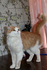 533 X 800 103.9 Kb 615 X 800 95.5 Kb -  