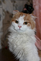 533 X 800 92.1 Kb 533 X 800 103.9 Kb 615 X 800 95.5 Kb -  