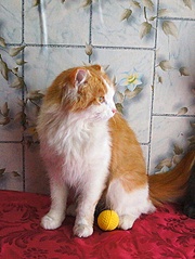 451 X 600 111.2 Kb 502 X 600 117.5 Kb 533 X 800 92.1 Kb 533 X 800 103.9 Kb 615 X 800 95.5 Kb -  