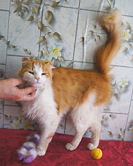 482 X 600 113.9 Kb -  