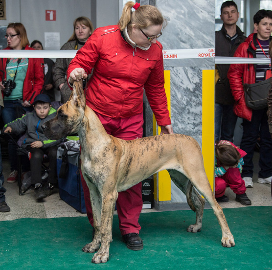 556 x 552 26 апреля 2014 года выставка собак, клуб 'Фауна' г. Ижевск