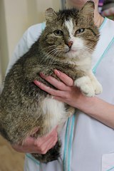 538 X 807 68.4 Kb 538 X 807 67.2 Kb Брутальный котофей -гладиатор в добрые руки