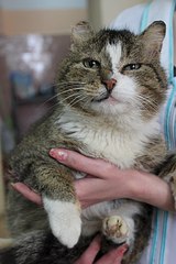 538 X 807 74.4 Kb 538 X 807 68.4 Kb 538 X 807 67.2 Kb Брутальный котофей -гладиатор в добрые руки