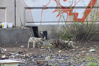 1736 X 1158 252.0 Kb      145 (  )