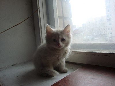 1280 X 960 117.5 Kb Милые котята в добрые руки