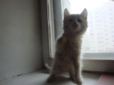 1280 X 960 125.4 Kb 1280 X 960 95.0 Kb 1280 X 960 102.0 Kb 1280 X 960 117.5 Kb Милые котята в добрые руки