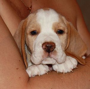 964 X 954 119.4 Kb 1920 X 1281 447.6 Kb -, !  'Prime Pride'