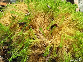 640 X 480  93.3 Kb   . 