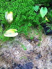 359 X 480  64.4 Kb 640 X 480  93.3 Kb   . 