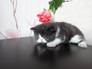 1920 X 1440 553.3 Kb 1920 X 1440 416.4 Kb Питомник MUR PLAISIR - ЭКЗОТИЧЕСКАЯ Радость.В питомнике ПОПОЛНЕНИЕ !