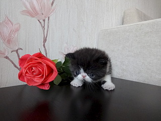 1920 X 1440 621.8 Kb 1920 X 1440 545.7 Kb Питомник MUR PLAISIR - ЭКЗОТИЧЕСКАЯ Радость.В питомнике ПОПОЛНЕНИЕ !