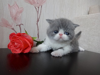 1920 X 1440 456.2 Kb 1920 X 1440 597.4 Kb Питомник MUR PLAISIR - ЭКЗОТИЧЕСКАЯ Радость.В питомнике ПОПОЛНЕНИЕ !