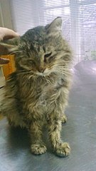 340 X 604 37.9 Kb Кошки в стационаре Ветсервиса. Нужна материальная помощь!