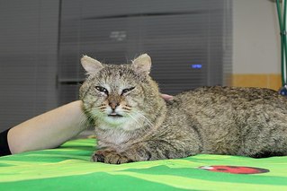 604 X 403 44.9 Kb Кошки в стационаре Ветсервиса. Нужна материальная помощь!
