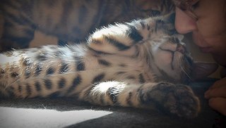 604 X 344 33.6 Kb Бенгальская порода