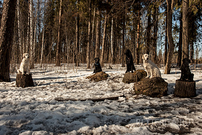 1920 X 1280 518.1 Kb Реттерита - Retrievers Terra Italmas...