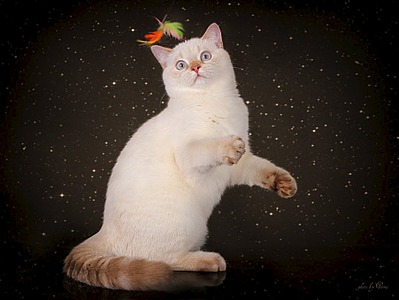 902 X 677 65.8 Kb Питомник'Gem Sweet'.Любимые британские ПЛЮШКИ.Британские котята: белые,черные,голубые