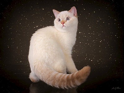 902 X 677 70.9 Kb Питомник'Gem Sweet'.Любимые британские ПЛЮШКИ.Британские котята: белые,черные,голубые