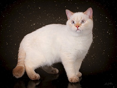 902 X 677 74.0 Kb 902 X 677 70.9 Kb Питомник'Gem Sweet'.Любимые британские ПЛЮШКИ.Британские котята: белые,черные,голубые