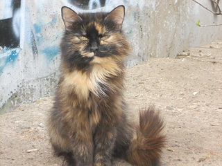 1000 X 750 302.1 Kb -