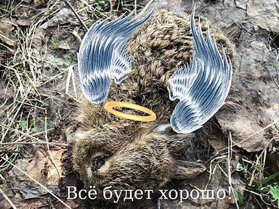 960 X 720 191.8 Kb Мертвая лиса