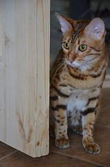 1920 X 2898 263.4 Kb   