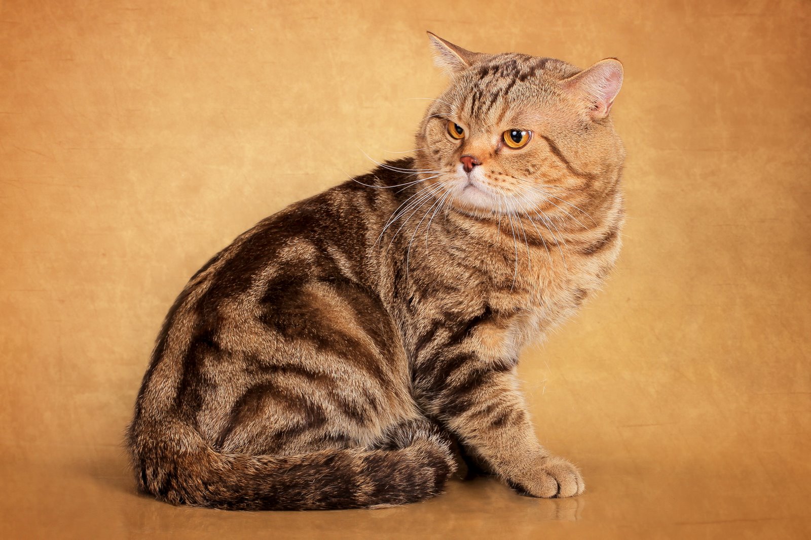 Кличка полосатому. Британец Браун табби. Шотландская прямоухая табби. Шотландский скоттиш страйт полосатый. Британский короткошерстный кот полосатый.