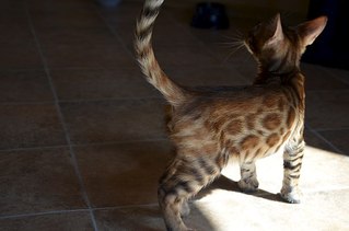 604 X 400 31.3 Kb Бенгальская порода