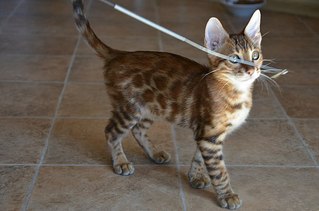 604 X 400 38.2 Kb Бенгальская порода