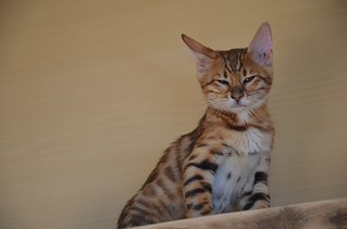 604 X 400 21.3 Kb Бенгальская порода