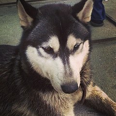 640 X 640 114.8 Kb  ,  