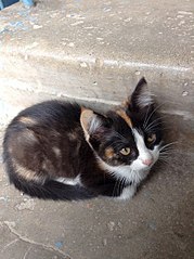 451 X 604 68.3 Kb Милый котенок ищет дом