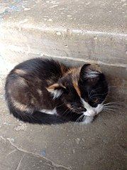 451 X 604 62.3 Kb 451 X 604 68.3 Kb Милый котенок ищет дом