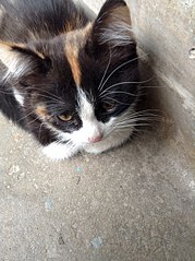 451 X 604  74.2 Kb 451 X 604  62.3 Kb 451 X 604  68.3 Kb ����� ������� ���� ���