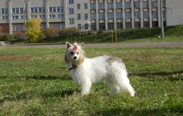 604 x 383 Голый кобель КХС. Новая летняя цена!