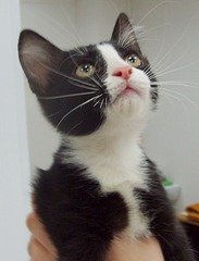 710 X 930 417.6 Kb Котенок из "рекламы Феликс" или Федя ищет семью!