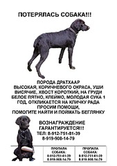 1654 X 2339 257.1 Kb РАДА - пропала собака!