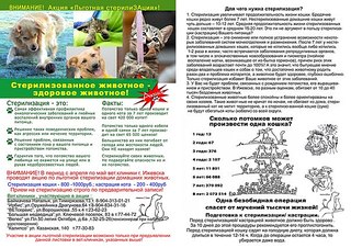 604 X 427 107.8 Kb кошачья санта-барбара: три котёнка пристраиваются: нужны куратор и поручители