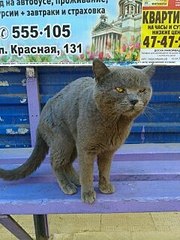 240 X 320 23.5 Kb Кот, похожий на британа. Чья потеря?