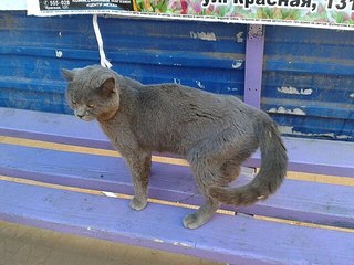 604 X 453 61.0 Kb 240 X 320 23.5 Kb Кот, похожий на британа. Чья потеря?